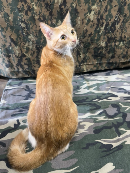 An orange kitten sitting with back to camera peeks over her shoulder coquettishly 