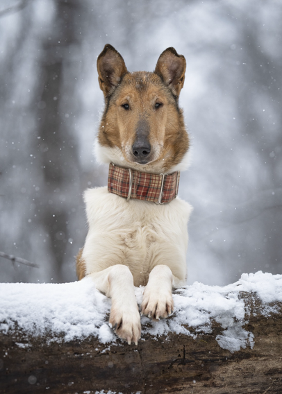 Smooth Collie perched on a tree in the snow