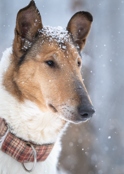 Smooth collie portrait in the snow 