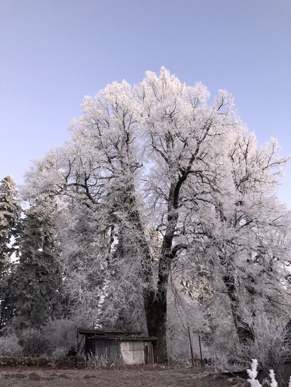 Arbre tout en givre