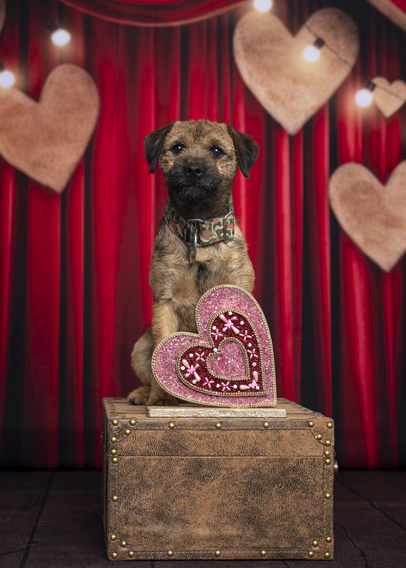 Dog in front of a curtain backdrop with hearts