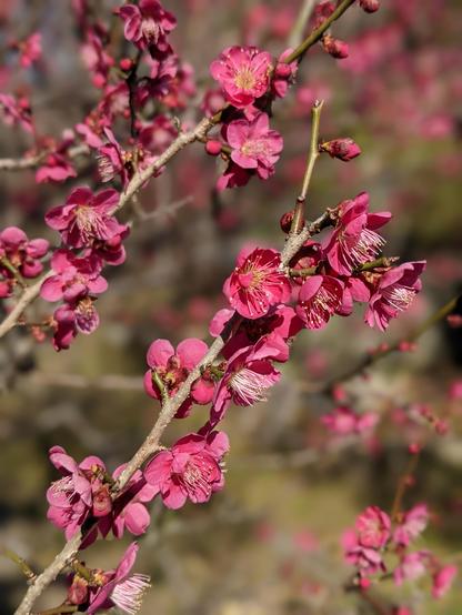 Plum blossoms blooming at Kitano Tenmangu (the shrine is home to one of Kyoto's 2 largest markets).