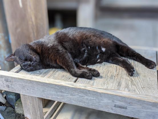 A rotund black cat takes a break from it all.