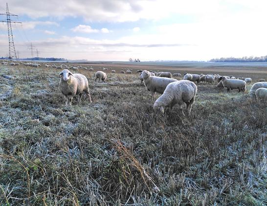 Eine Schafherde auf einer frostigen Wiese. Eins der Schafe blickt direkt in die Kamera, ein paar Halme Gras hängen ihm seitlich aus dem Maul.