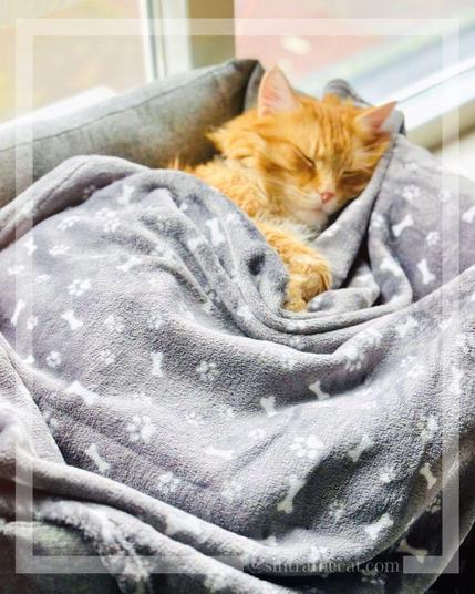 Sintra the Cat is failing to hear his wake-up alarm 😽💤😽