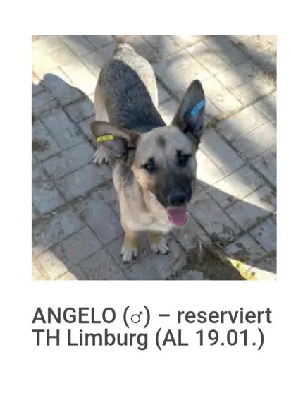 Angelo darf ins Tierheim Limburg reisen. 
Gerne darf er von dort adoptiert werden.