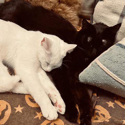a white cat sleeps leaning against a sleeping black cat