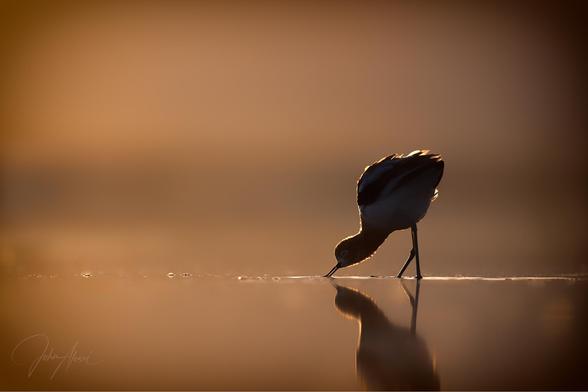 Avocet is backlit and mostly silhouetted in the lower right third of the frame.  The image has a strong vignette and is very bronze. A strong rim light surrounds the bird and a soft reflection is cast below.