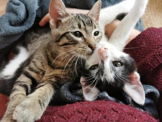 Chatons mignons