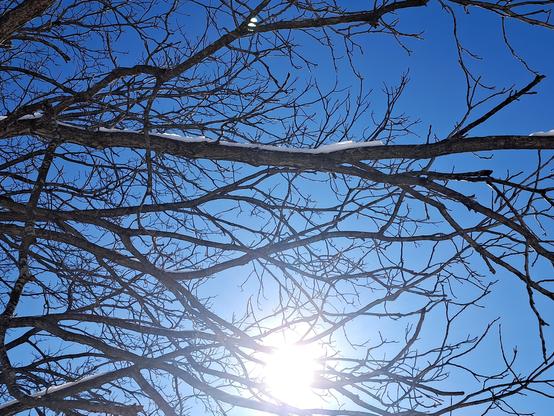 Tree branches and the sun with snow