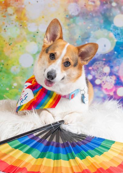 Corgi with rainbows