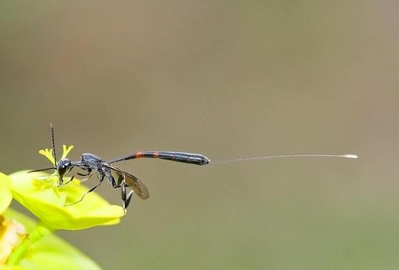Hembra de Gasteruption sp. Pequeñas avispillas distribuidas por toda Europa meridional y central. Los adultos pueden encontrarse entre los meses de mayo y septiembre libando en distintas especies de flores. Parasitan larvas de invertebrados entre los que destacan los coleópteros barrenadores de la madera y otros himenópteros de las familias Apidae y Sphecidae. Para ello, las hembras como la de la imagen, depositan sus huevos mediante su largo y fino oviscapto en las proximidades de la larva que será parasitada. El ejemplar de la foto lo más probable es que pertenezca a la especie Gasteruption jaculator.