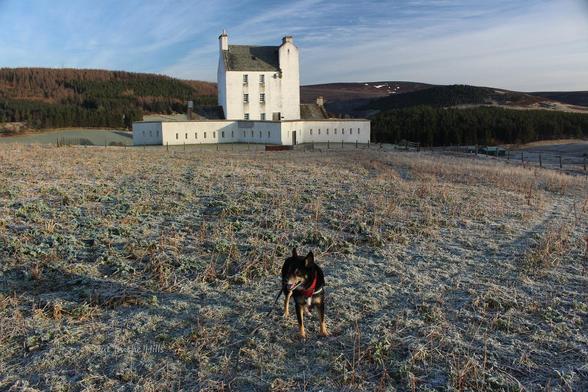 A white painted Scottish castle surrounded by white painted walls. It's in a field with frosty grass, and rolling heather hills behind. Blue sky with wispy clouds. Moray the dog stood in front.
