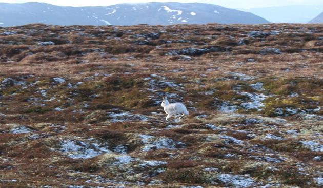 An uneven hillside, with heather  and peaty hollows, covered in frost. A white mountain hare is runnihng across, very visible against the brownish ground. A hazy mountain with patches of snow at the back.