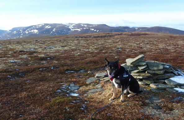 A small summit cairn on a grassy & heathery hill. In the distance a higher fairly level mountain with snow patches. Motray the dog stood next to the cairn.