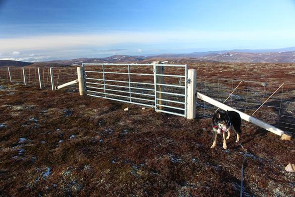 A fence, wooden fence posts with wire wide mesh panels, going across the pic. There are 2 gates in the fence, a wide vehies width one and a snarrower pedestrian one. Moray the dog stood next to the fence. The ground is low heathery vegetation. Blue sky with wispy clouds.