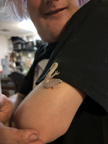 A small pink gecko on a teenage boy’s arm, he is wearing a black tshirt.