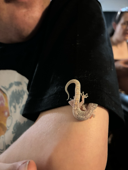 A close up of a teenager’s arm, with a small pink gecko putting it’s head inside the sleeve of his black tshirt.