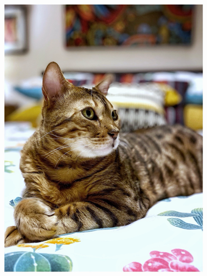This is a colour photo of my bengal cat Neko laying on the bed. He is looking to left of the photo waiting for me to come to bed. Neko has cancer and receives chemo treatment, but he is living his best cat life and looks beautiful in the photo