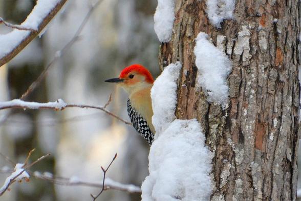 Red-bellied Woodpecker After the Snow

A Red-bellied Woodpecker perches on a snow-covered tree trunk, surrounded by a wintry forest scene. The bird's black and white patterned body contrasts with the soft white snow. One of my daily visitors in Berwick, Maine.