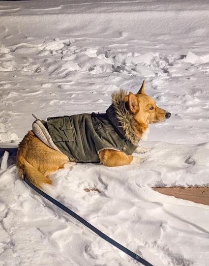 moxxi the corgi is laying down on the snow with her green parka. she's staring to the right, without any intention to get up yet.