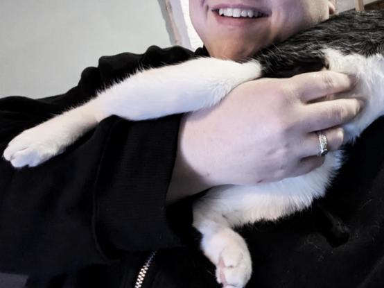 Lemon the cat awkwardly draping herself over my shoulder and sticking her hind legs on either side of my hand so I can rub her belly.