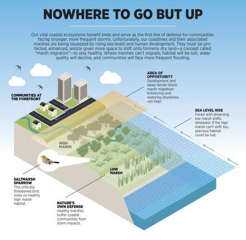 This diagram illustrates how marshes can adapt to rising sea levels and naturally "migrate" upland if given enough space. Credit: Julie Rossman/Audubon

Excerpt from this story from the Audubon Society:

For over 40 years, the Coastal Barrier Resources Act has been a little-known bipartisan environmental law—quietly protecting critical bird habitat, providing coastal communities with a natural buffer against storms and sea-level rise, and saving taxpayers billions of dollars, all while staying under the radar. Audubon has long been a champion of this law, and now we have reason to celebrate! Last week, President Biden signed the Bolstering Ecosystems Against Coastal Harm (BEACH) Act, updating the Coastal Barrier Resources Act and expanding its protected system of coastal areas that buffers people and birds from flooding on our coasts. 

Congress passed the BEACH Act with overwhelming bipartisan support just last month, adding nearly 300,000 acres of wetlands and beaches to the Coastal Barrier Resources Act (CBRA) system, codifying its largest expansion since 1990. For years, Audubon has worked with a diverse coalition of partner organizations, multiple presidential administrations, and legislators on both sides of the aisle to massively expand the CBRA system, and the sweeping success of this bill is one of our most exciting accomplishments for the coast. 

