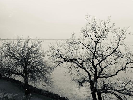 Black and white tree branches in the sky over a misty white lake