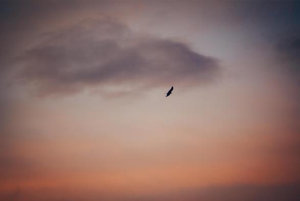 A tranquil sunrise scene with a soft gradient of warm orange and cool blue hues. A lone bird glides gracefully below a large, diffuse cloud, evoking a sense of freedom and quietude.