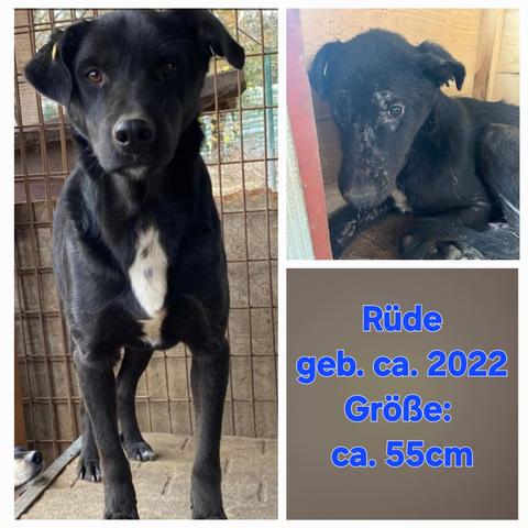 ❣️ HERBI❣️
Der süße Hundemann war seit dem Sommer vermisst und ist nun wiedergefunden worden. 
Herbi sitzt seit August 2023 im Shelter und war so sehr gestresst, dass er Hautprobleme bekommen hatte und viel zu dünn war. 
Das bezaubernde Kerlchen ist etwas schüchtern, aber neugierig. Futter hatte er beim ersten Besuch aus der Hand genommen. Im Moment zweifelt er etwas, ob er sich die Leckerlie holen soll. Das sollte bei regelmäßigem Kontakt mit uns Menschen aber schnell wieder anders sein. 
🍀🍀🍀
Wir wünschen unserem niedlichen HERBI, dass er nun nach seiner Wiederentdeckung auch schnell von seinen zukünftigen Lieblingsmenschen entdeckt wird. Der kleine Schatz hat so viel durchmachen müssen und sollte endlich ein glückliches Leben in Geborgenheit kennenlernen dürfen. 
🍀🍀🍀
Rüde
geb. ca. 2022
Größe: ca. 55cm
🔎
https://prodogromania.de/alle-hunde/herbi/
🎬
https://m.youtube.com/watch?v=ivotHUuPyPg
📧
info@prodogromania.de
