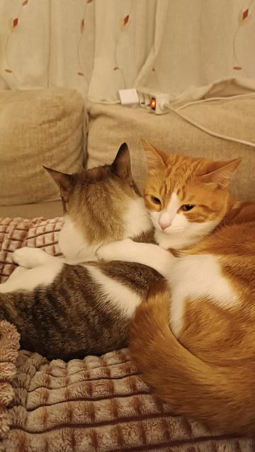 Gato muy adorable tumbado abrazando con una pata a otro gato