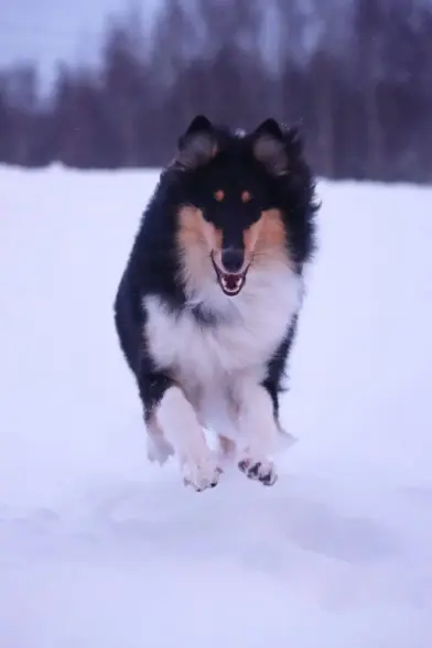 A tricolour roughcollie puppy running so fast that seems to be flying. There is fresh snow on the ground.