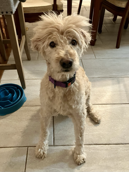 Golden Doodle with a home haircut, except the top of her head, which has been left alone for maybe 6 months.