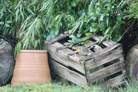 A small bird perched on a wooden crate surrounded by green foliage and a terracotta pot.