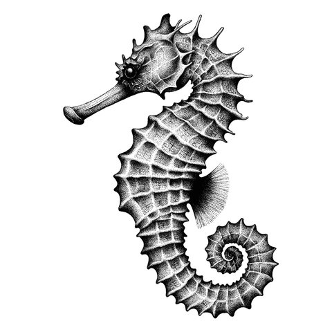 Hippocampe encre de Chine noir et blanc