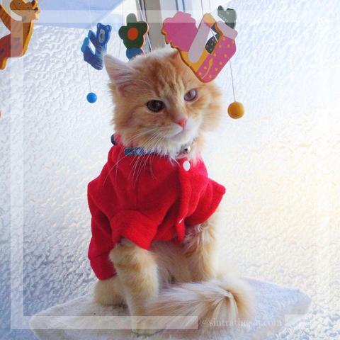Sintra the Cat was 4-month-old when is momma got him a hanging toys 😻🧸😻