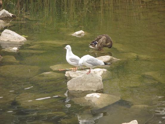 Photos de mouettes et de canards
