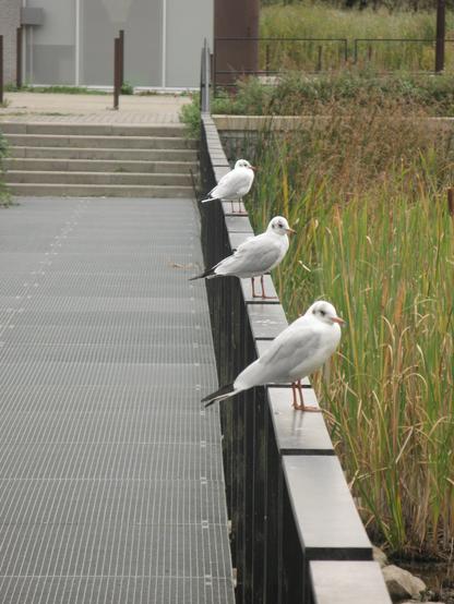 Photos de mouettes.