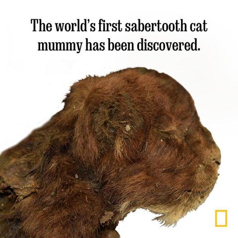 Mummified Sabertooth tiger cub