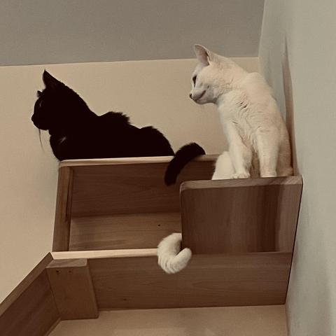a black cat and a white cat sit on wooden cat-shelves high up on a wall