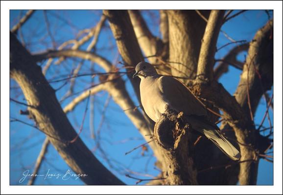 Close-up view of a Eurasian collared dove (Streptopelia decaocto) perched on a limetree branch. 
