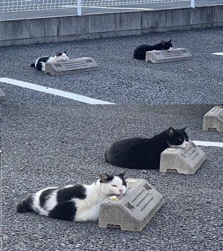ALT

Conjunto de gatos durmiendo en estacionamiento