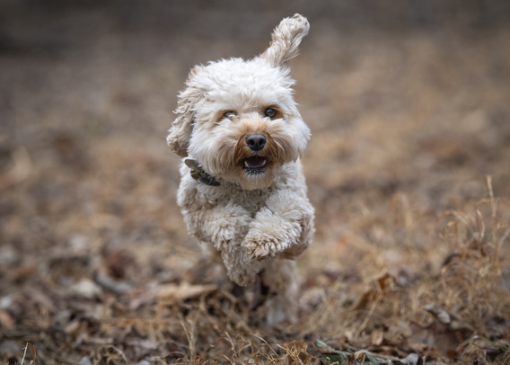 Dog bouncing in leaves