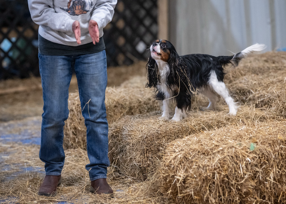 Dog standing on hay bale handler applauding