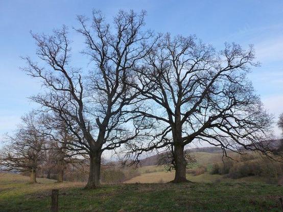 Winterliche Landschaft mit zwei kahlen Bäumen