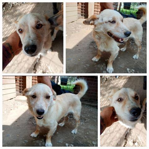 ❣️ KARLITO ❣️ (aus der Box😔)
ist ein lustiger und drolliger kleiner Fratz. Er liebt uns Menschen sehr, freut sich immer riesig über unsere Besuche und würde sofort mit uns losziehen, wenn das möglich wäre. 
Klein KARLITO sitzt zur Zeit leider in einem kleinen Käfig zu seiner eigenen Sicherheit. 
Der Hundezwerg muffelt solange rum bis die anderen Hunde genervt sind. Ob das Verhalten durch Stress, Langeweile oder  Selbstüberschätzung kommt, wissen wir nicht. Aber unser KARLITO wäre sicherlich als Einzelprinz super zufrieden. 
🍀🍀🍀
Wir suchen für den kleinen Hundemann dringend einen Platz, damit er nicht mehr lange in seinem Käfig ausharren muss.
Er ist sehr zutraulich und super freundlich. KARLITO braucht nicht unbedingt ein Haus mit großen Garten. Er wäre glücklich über einen Menschen, der ihn liebt und lustige Sachen mit ihm unternimmt.
🍀🍀🍀
Rüde
geb. ca. 2019/2020
Größe: ca. 37cm
Vorderbeine etwas verkrümmt
🔎
https://prodogromania.de/alle-hunde/karlito/
🎬
https://youtu.be/DvNlrkn2ROw?si=C9Wu137H49vdNJan
📧
info@prodogromania.de