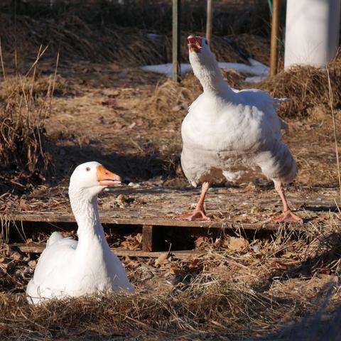 A square cropped photo of two male pilgrim geese. The one on the left is laying on the ground with it's head up and to right slightly. The one on the right and behind slightly is standing with it's legs wide apart on a wooden pallet and has it's neck extended towards the direction of the camera with it's mouth slightly open because it's announcing the camera man's presence. There are dead leaves, grass, goose poo around them with posts and pipes in the background.