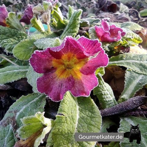 Primel im Garten