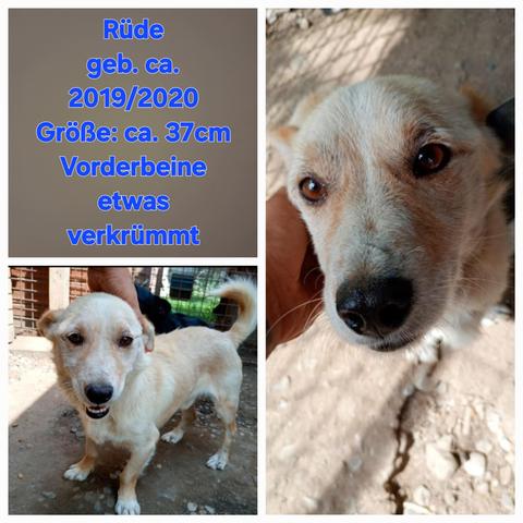 ❣️ KARLITO ❣️ (aus der Box😔)
Notfellchen 
Dringend Platz gesucht als Einzelprinz. 
Rüde
geb. ca. 2019/2020
Größe: ca. 37cm
Vorderbeine etwas verkrümmt
