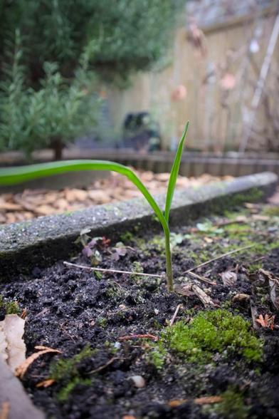 This image shows a young garlic plant growing in a garden bed with dark, moist soil and moss. The plant has upright green leaves.